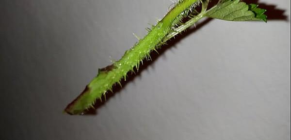  spiky plant insertion